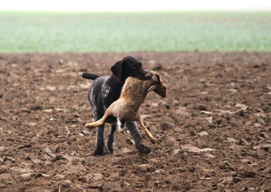 hunting dog with a hare in the mouth