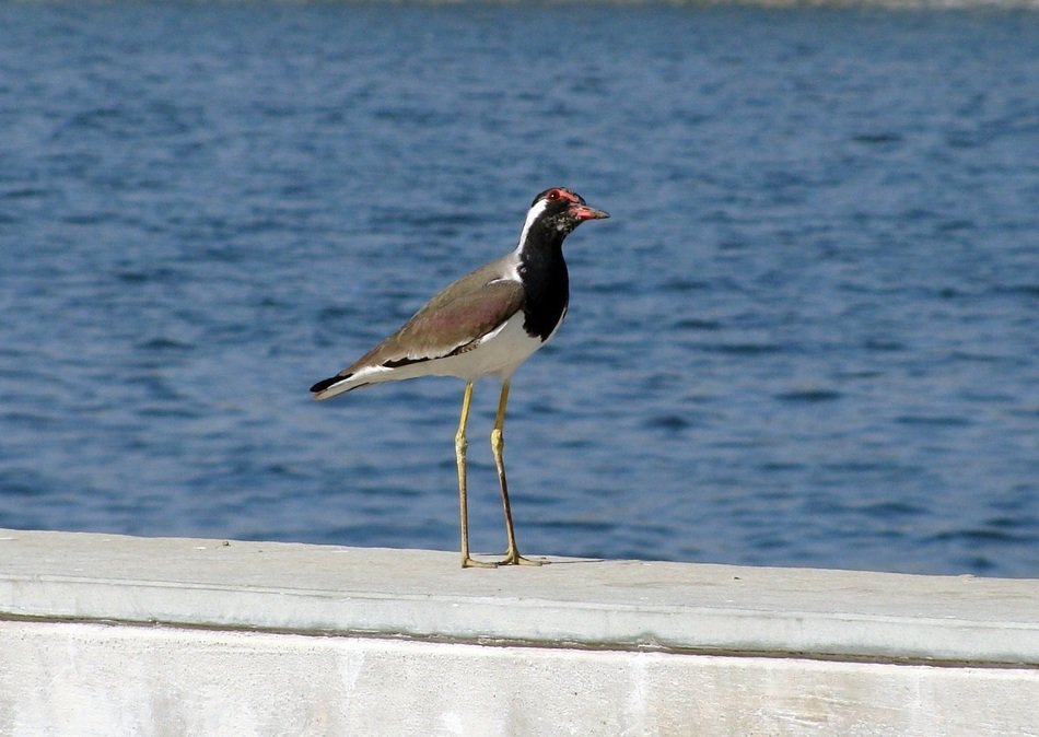 Bird on the waterfront in India