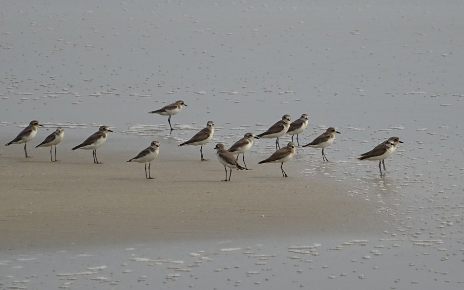 lesser sand plover on the beach in india