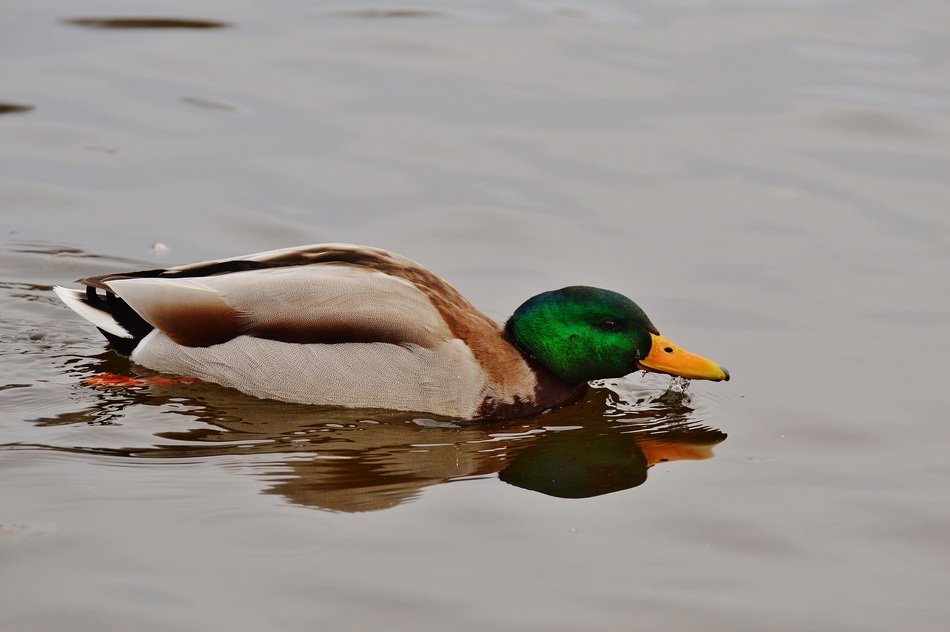 waterfowl on the river
