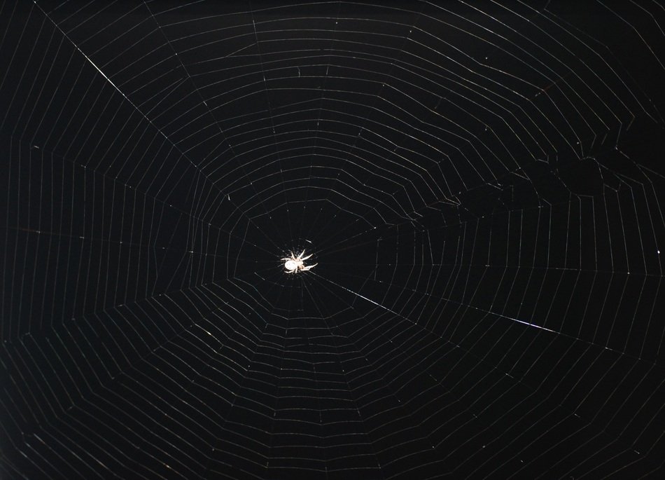 cobweb in the dark