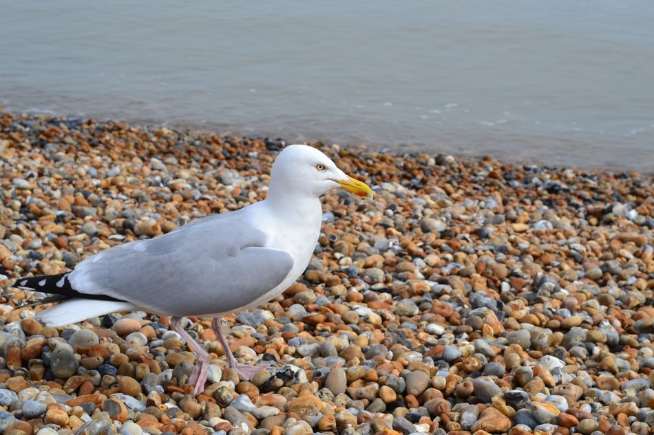 seagull on pebbles near the water