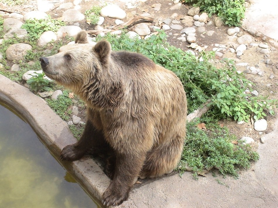 brown bear from the zoo