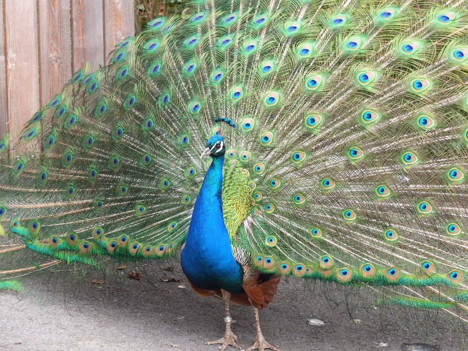 gorgeous Peacock Feather