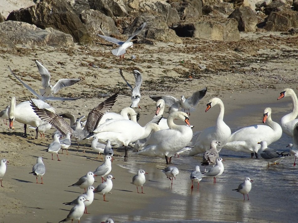 variety of birds on the beach