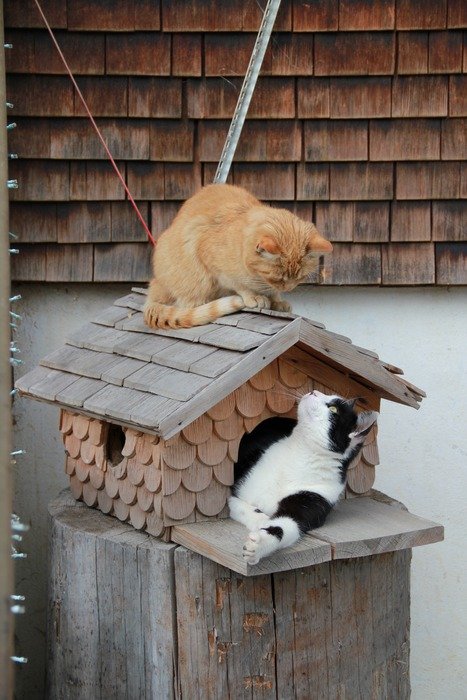 cats on the bird house