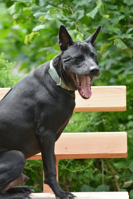 Thai Ridgeback with open mouth