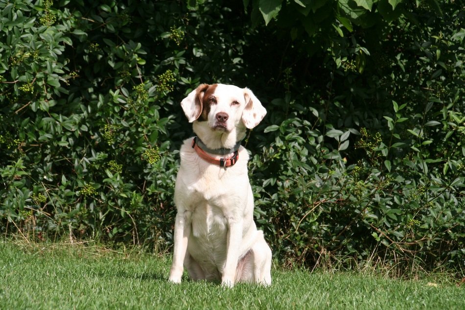 white big dog in nature