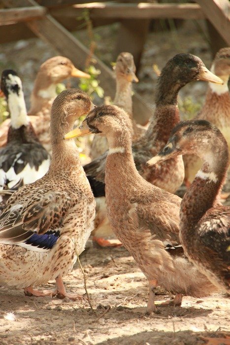 Ducks in countryside