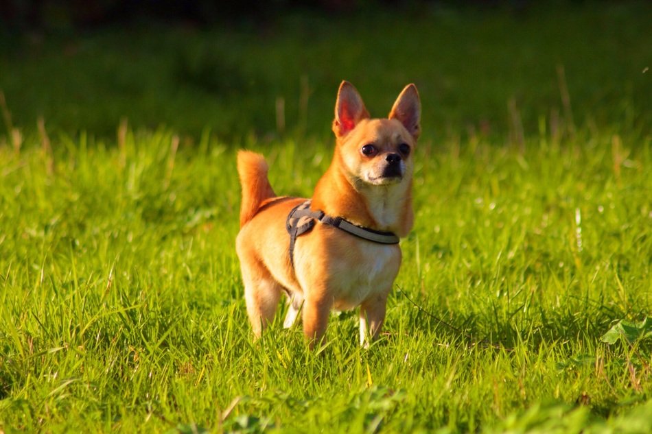 beautiful Chihuahua Dog