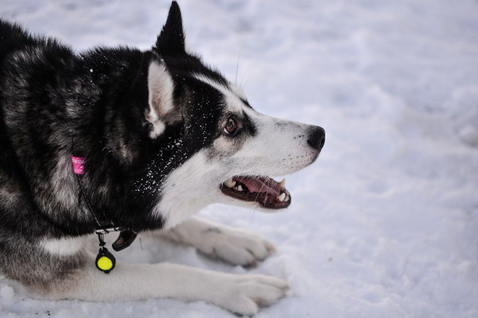Siberian Husky in the snow