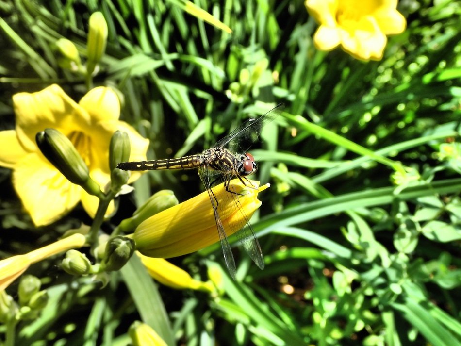 dragonfly on the yellow flower