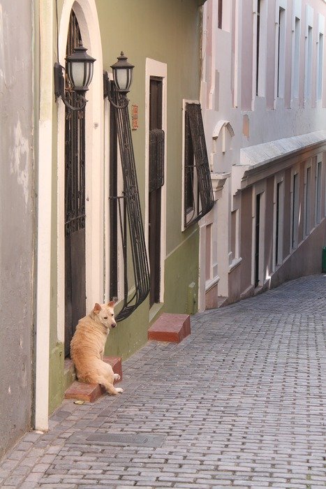 dog is sitting near the building