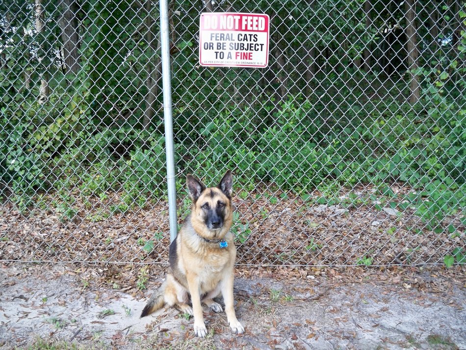 german shepherd guarding the fence