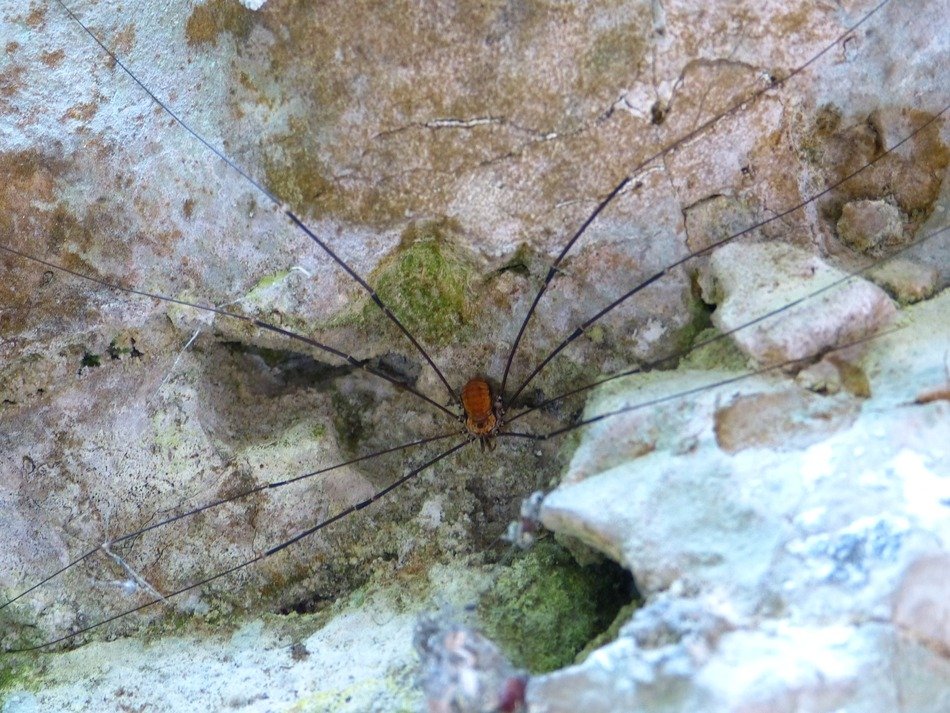 spider with long legs on a stone