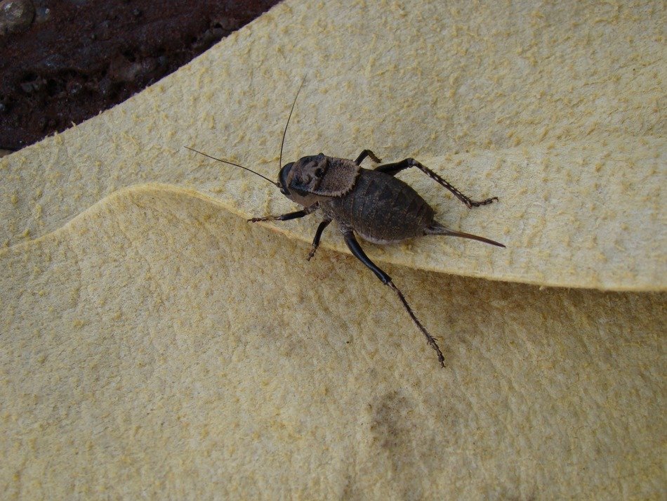 herbal beetle on paper