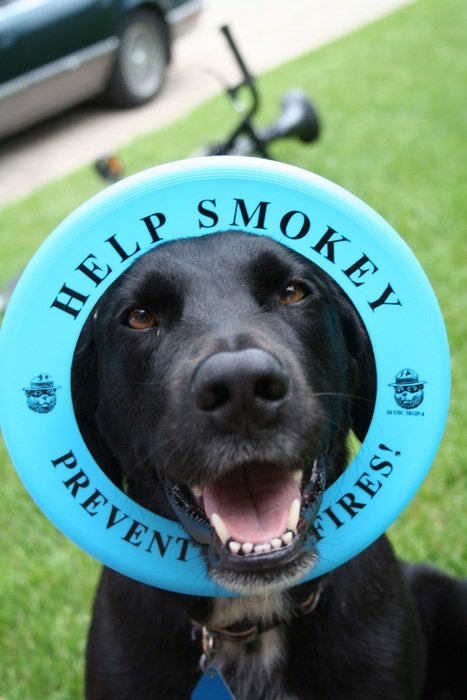 labrador in the blue circle