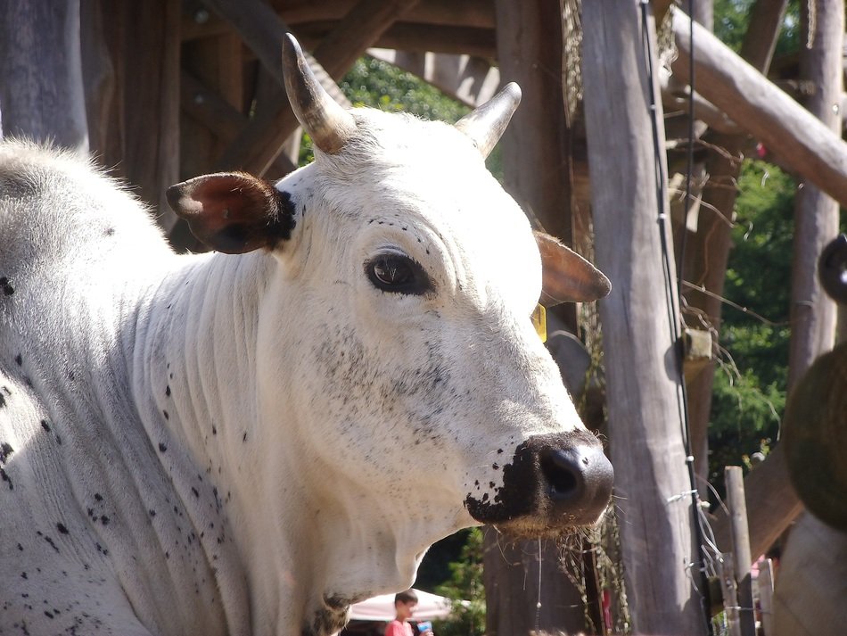 white cow at the zoo