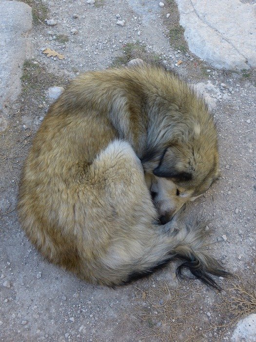sleeping dog on the outdoor