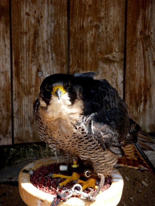 falcon near the wooden wall