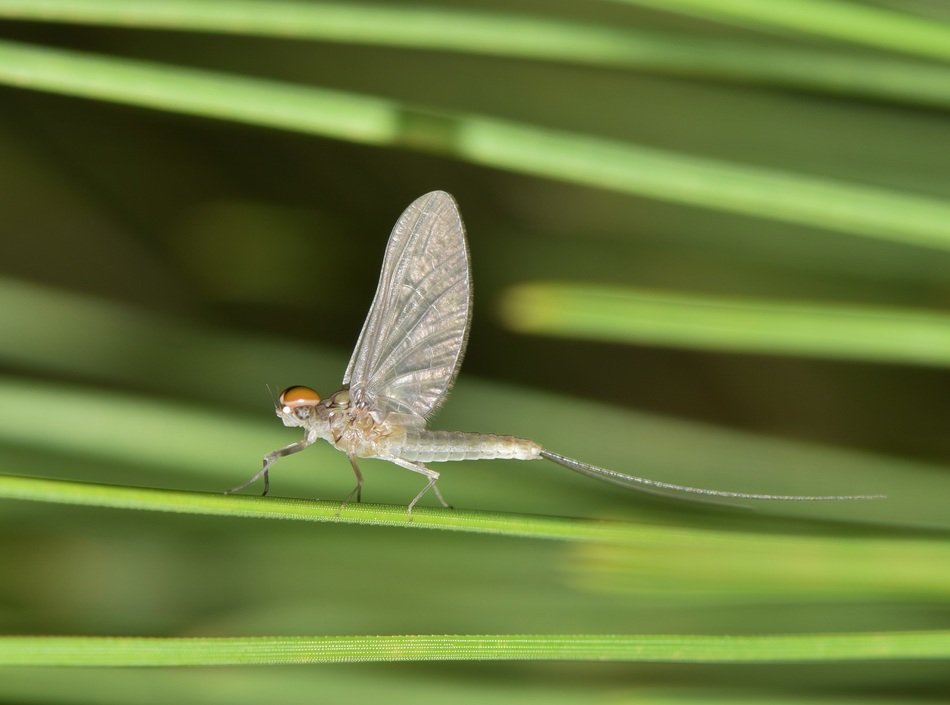 fish fly on green plant