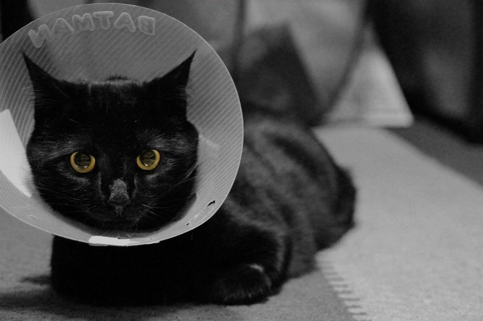 Black cat with the white cone