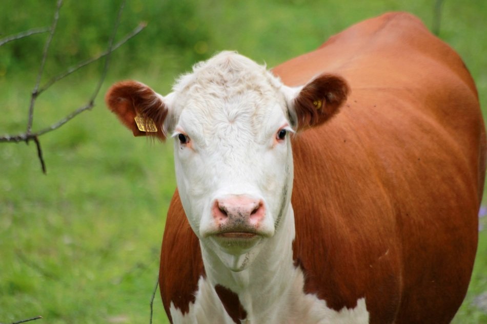 attractive Cow Farm