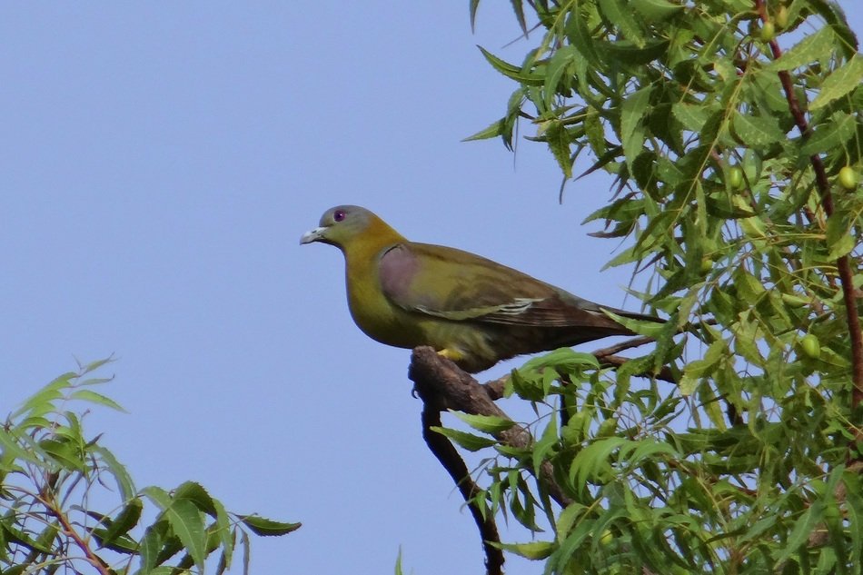 yellow blue-headed dove bird on a branch