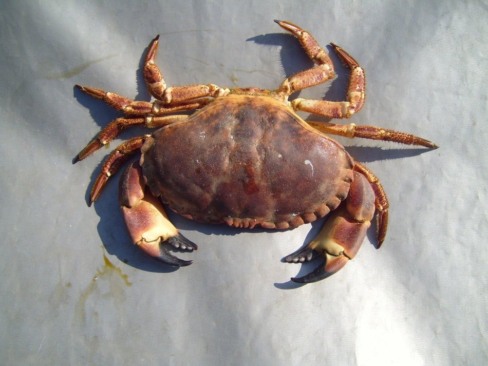 beautiful and cute Crab