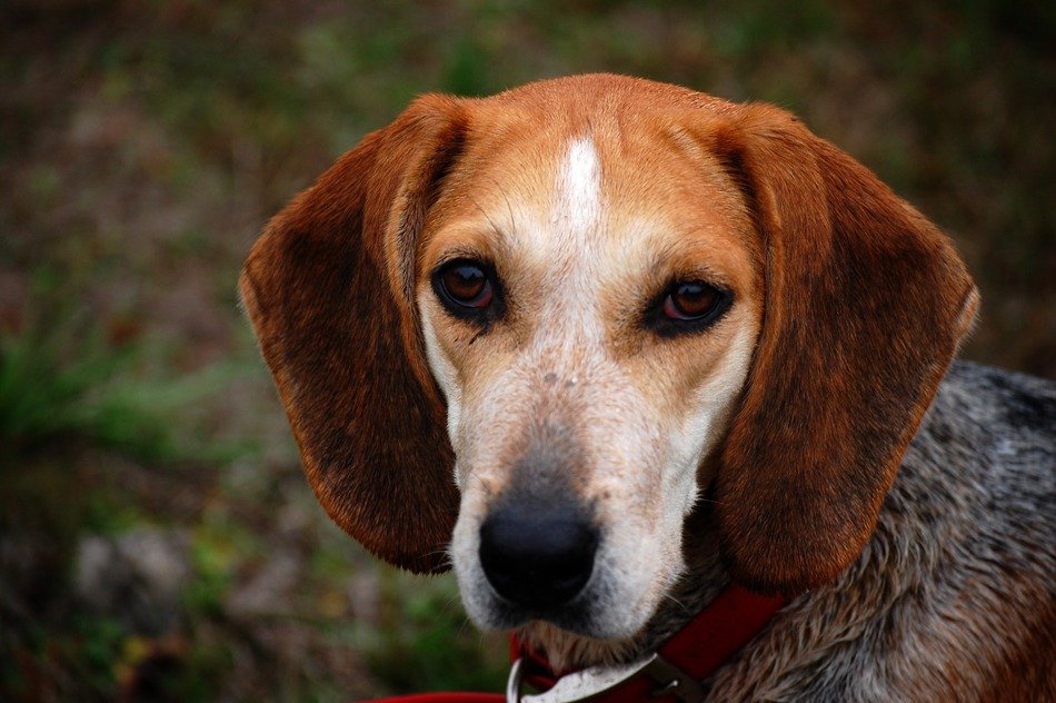 handsome Dog Beagle