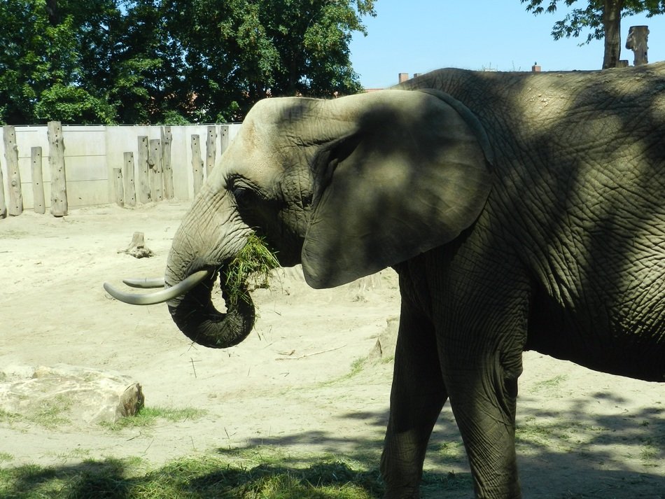 elephant stands on the ground at the zoo