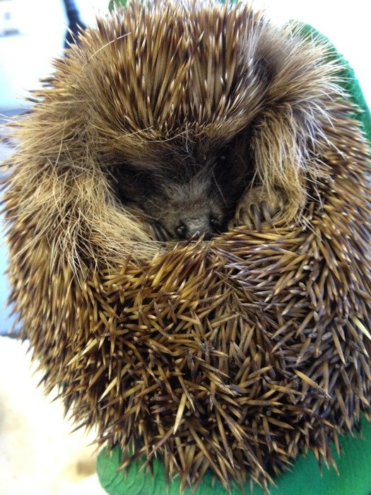 stunningly beautiful Hedgehog