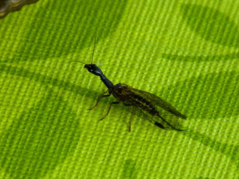 Kamelhalsfliege Insect