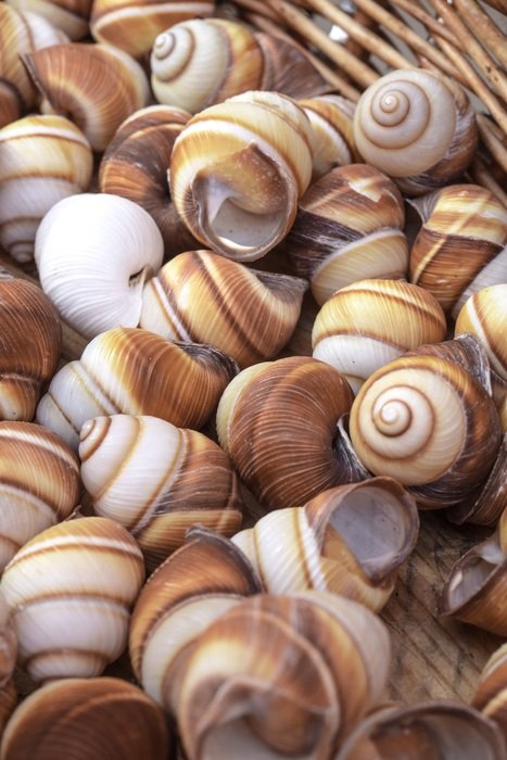 beautiful shells in the basket