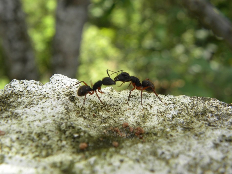 two ants fight on a stone