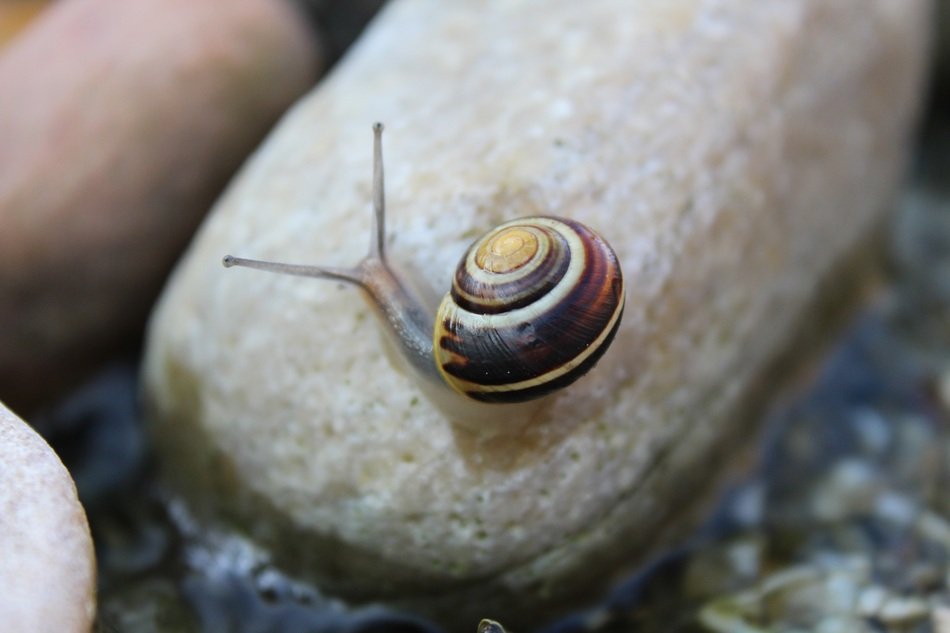 garden snail on the stone