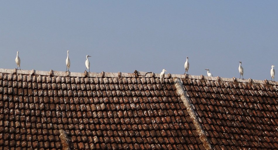 little egrets on the rooftop