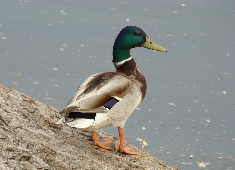 wild duck on the riverside