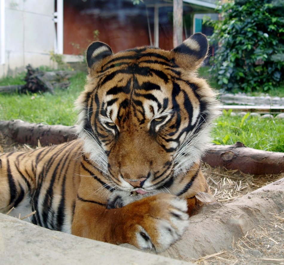 Beautiful cute happy tiger