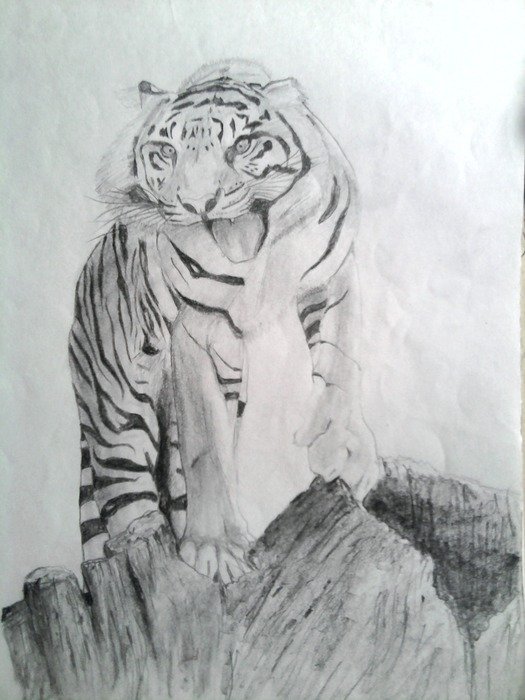 Pencil drawing of Tiger