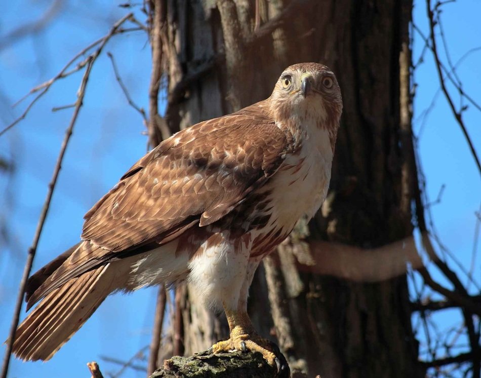 Hawk Jamaicensiss Buteo
