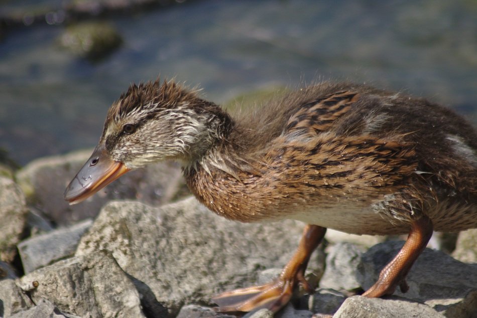 brown duckling on stones near the lake