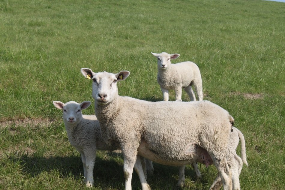 sheep in tbe North Frisia