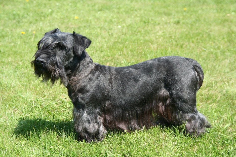 Czech Terrier lying on the green grass