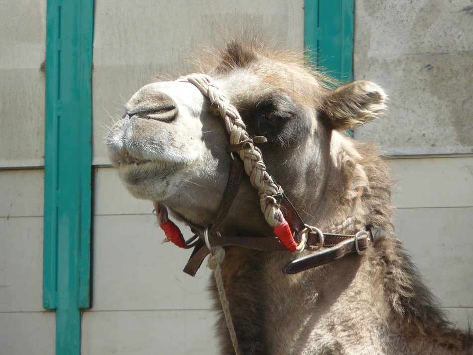 camel's face