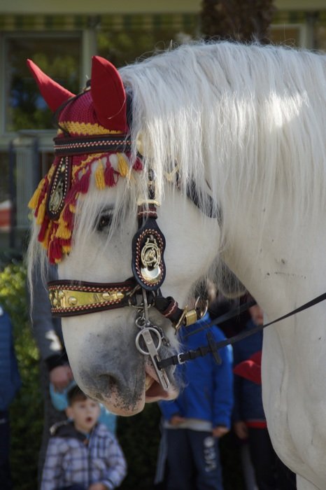 white horse with ornaments