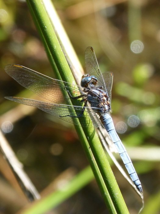 handsome Blue Dragonfly