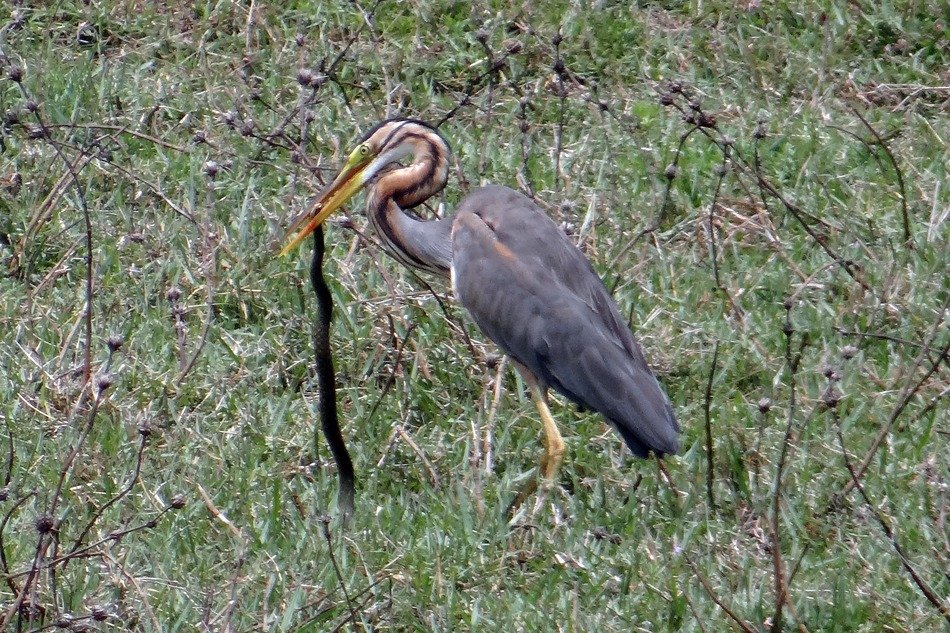 hunting purple heron