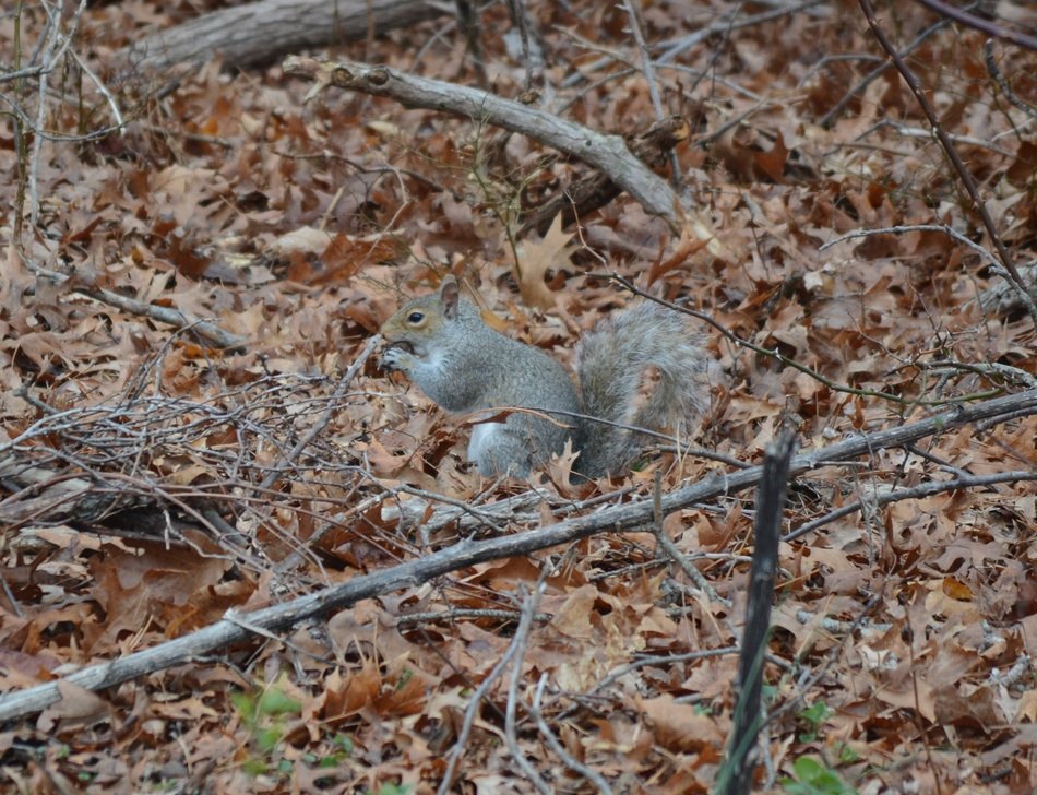 gray squirrel on the ground with autumn leaves