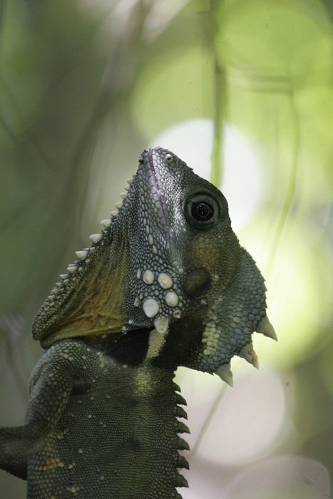 chameleon in natural habitat in australia